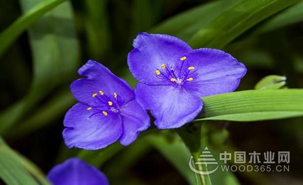 Purple grass flower introduction