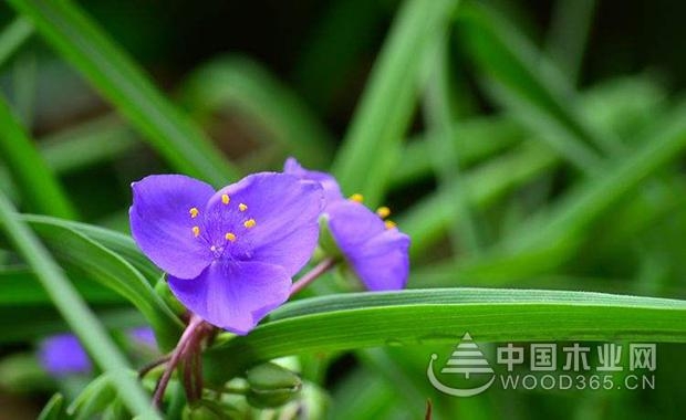 Purple grass flower introduction