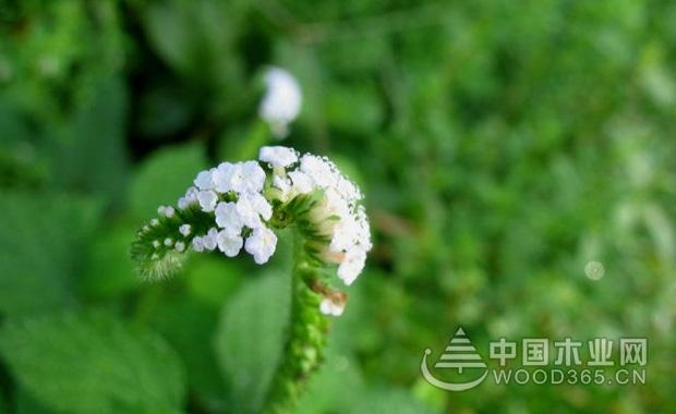 å¤§å°¾æ‘‡çš„åŠŸæ•ˆä¸Žä½œç”¨ä»‹ç»