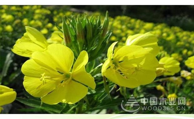 Introduction to the efficacy of evening primrose