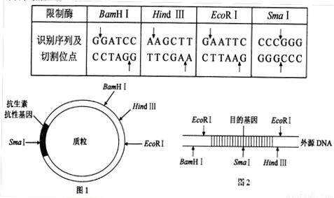 The basic principle and operation steps of restriction endonuclease digestion