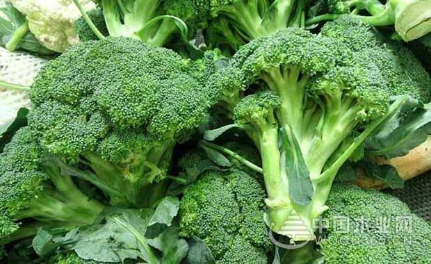 Introduction of broccoli planting technology | How to plant high yield in Zealand