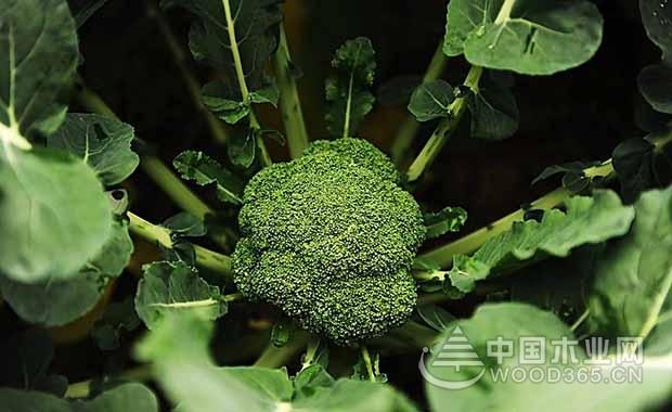 Introduction of broccoli planting technology | How to plant high yield in Zealand