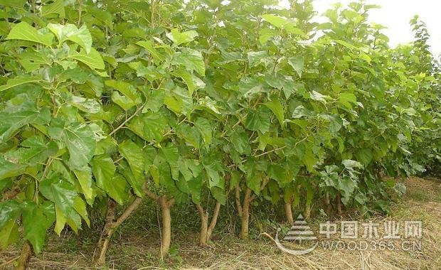 æ¡‘æ ‘æ ¹çš„åŠŸæ•ˆä¸Žä½œç”¨
