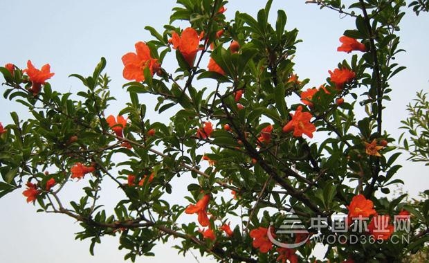 çŸ³æ¦´èŠ±çš„ä½œç”¨|çŸ³æ¦´èŠ±å›¾ç‰‡å¤§å…¨1