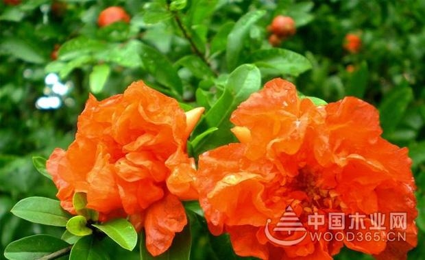 çŸ³æ¦´èŠ±çš„ä½œç”¨|çŸ³æ¦´èŠ±å›¾ç‰‡å¤§å…¨2