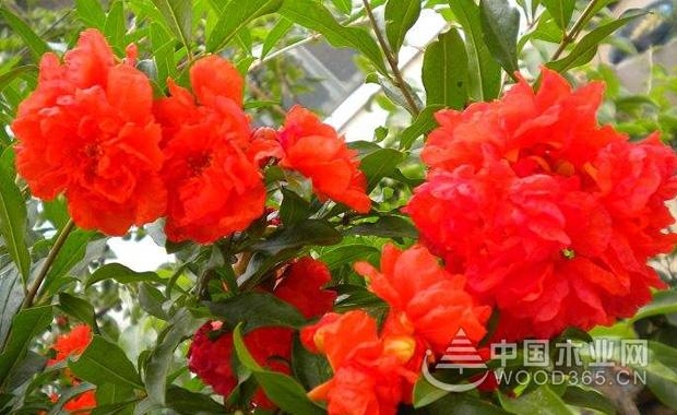 çŸ³æ¦´èŠ±çš„ä½œç”¨|çŸ³æ¦´èŠ±å›¾ç‰‡å¤§å…¨3