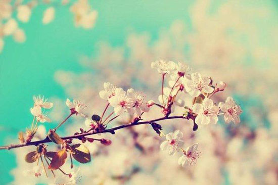 æ¨±èŠ±