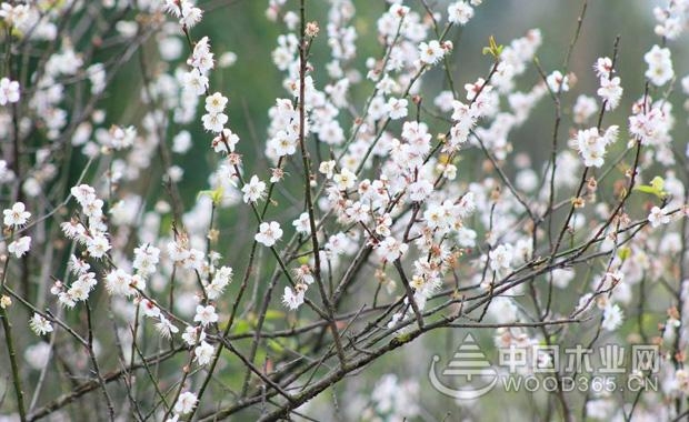 æ¢…èŠ±çš„å…»æ®–æ–¹æ³•å’Œæ¢…èŠ±çš„è±¡å¾æ„ä¹‰