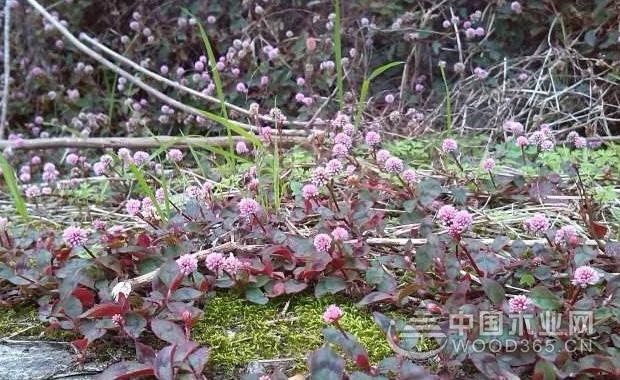 å¤´èŠ±è“¼ä»·å€¼ä»¥åŠåŠŸæ•ˆä¸Žä½œç”¨|å¤´èŠ±è“¼å›¾ç‰‡