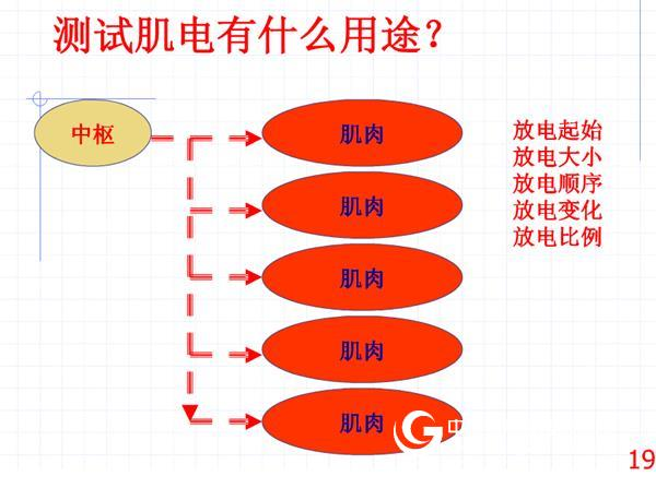 Guide and test of skeletal muscle electrical activity