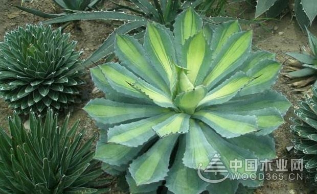 Agave culture method