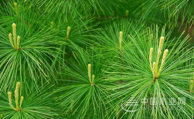 The effect and effect of pine needles | pine needle picture