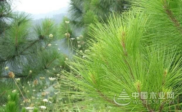 The effect and effect of pine needles | pine needle picture