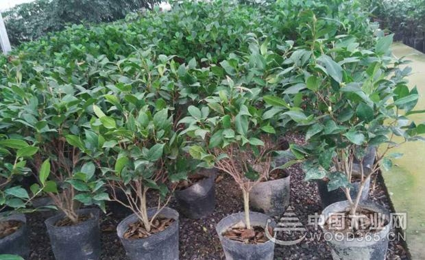 Potted Camellia cultivation methods and precautions