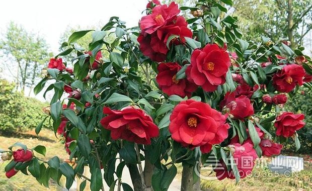 Potted Camellia cultivation methods and precautions