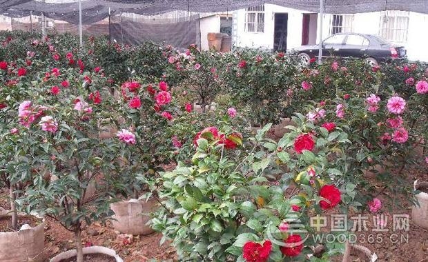 Potted Camellia cultivation methods and precautions