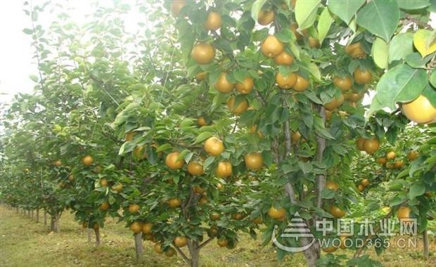 Introduction of late autumn yellow pear seedling price and planting technology