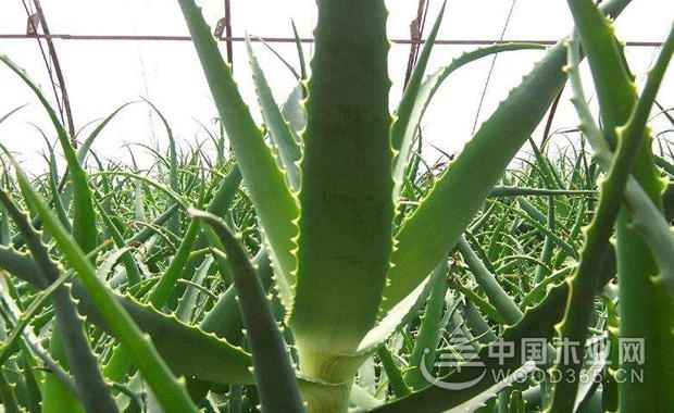 Breeding methods and precautions for aloe vera