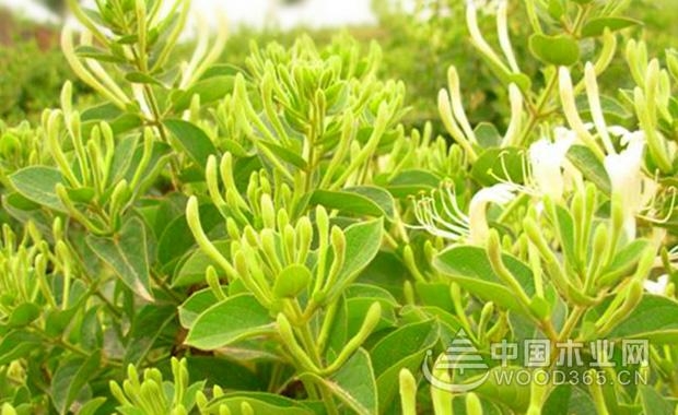 The effect and function of honeysuckle and the method of consumption