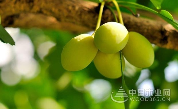 Ginkgo biloba effect and function and eating method