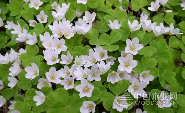 Breeding methods and precautions of white sorrel