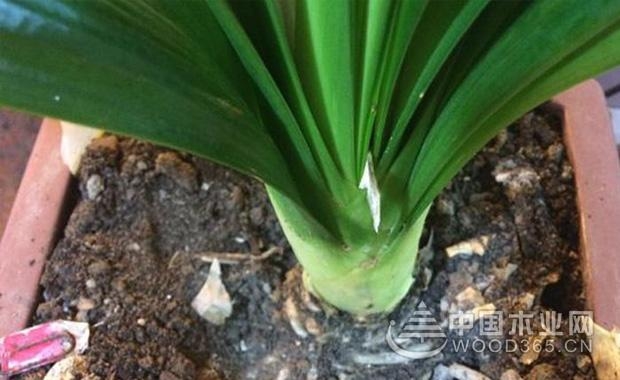 Clivia watering method