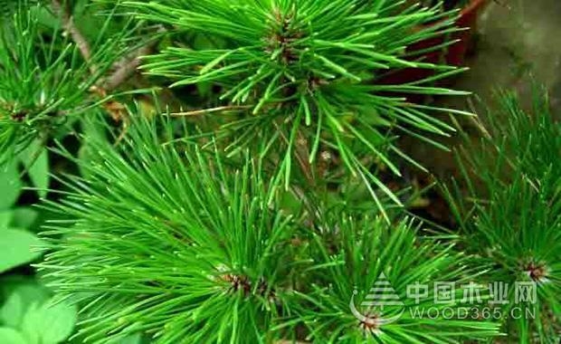 The difference between Chinese pine and black pine