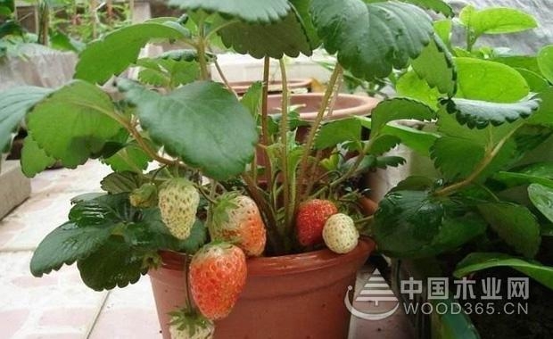 Method of planting strawberries on the balcony