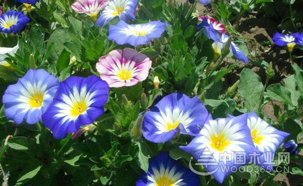 Tricolor Convolvulus Plant Introduction | Tricolor Convolvulus Picture