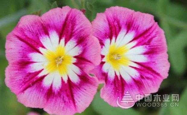 Tricolor Convolvulus Plant Introduction | Tricolor Convolvulus Picture