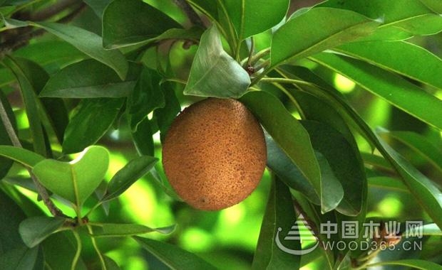 Sapodilla farming methods and precautions, human heart function and function