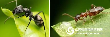 OPTON's Microcosm No. 9 Ant's World