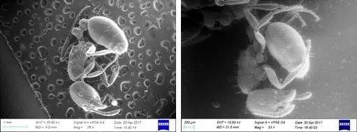 OPTON's Microcosm No. 9 Ant's World