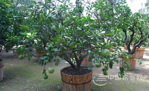 Potted grapefruit tree cultivation method