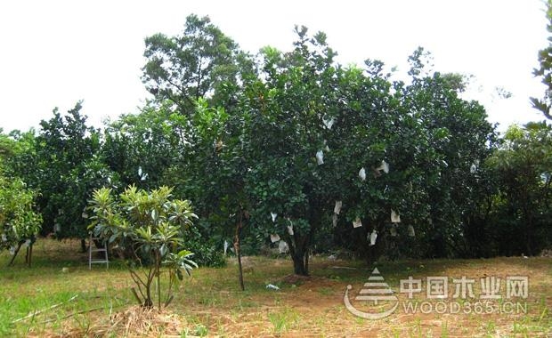 Potted grapefruit tree cultivation method