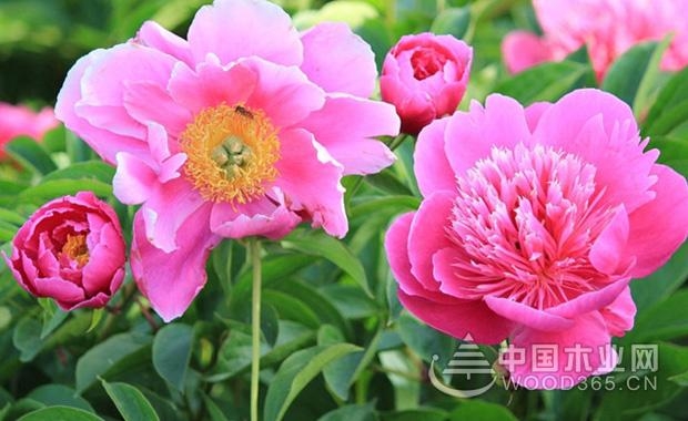 The efficacy and function of peony and the application of peony