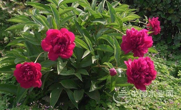 The efficacy and function of peony and the application of peony