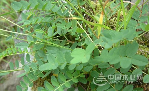 The efficacy and role of Beibei