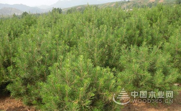 White pine seedling technology