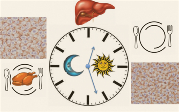 The liver fluctuates according to the clock, and the size is nearly half