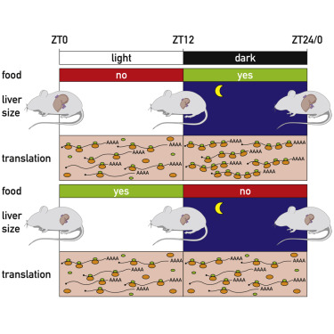 The liver fluctuates according to the clock, and the size is nearly half