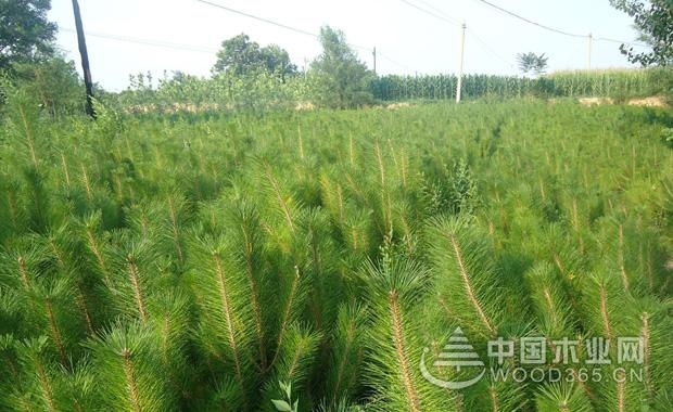 Pinus tabaci price and introduction of pine plant manufacturers