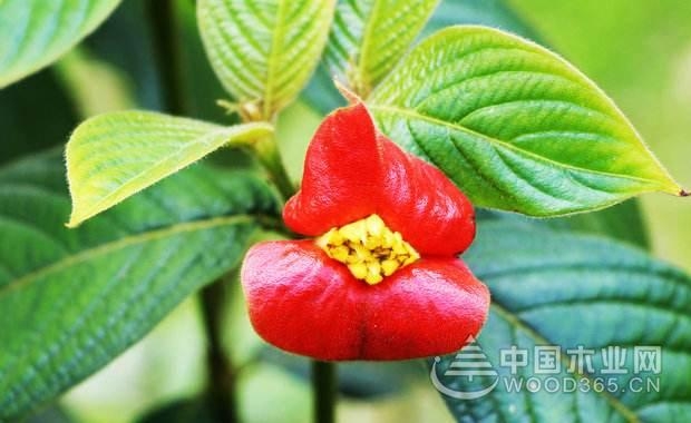 Lip flower planting method
