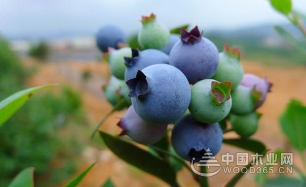 The efficacy and effect of blueberries