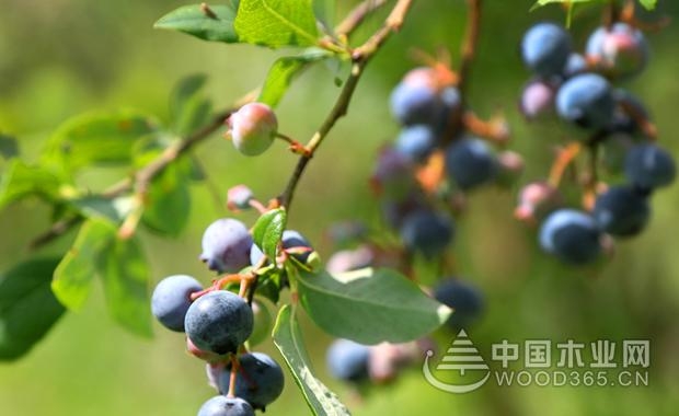 The efficacy and effect of blueberries