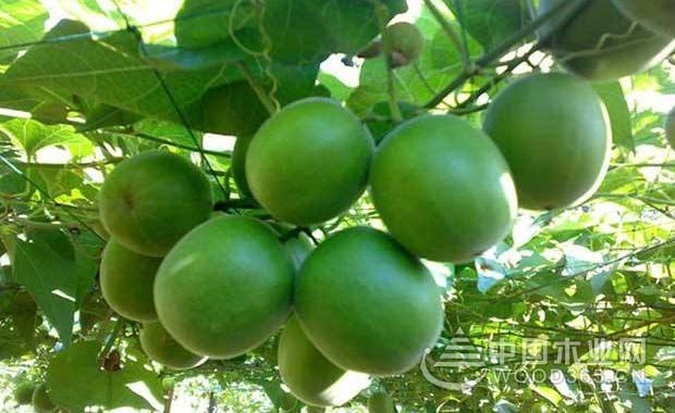 The efficacy and function of green skin and taboo