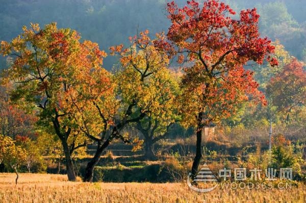 Introduction of black mullet tree pruning method
