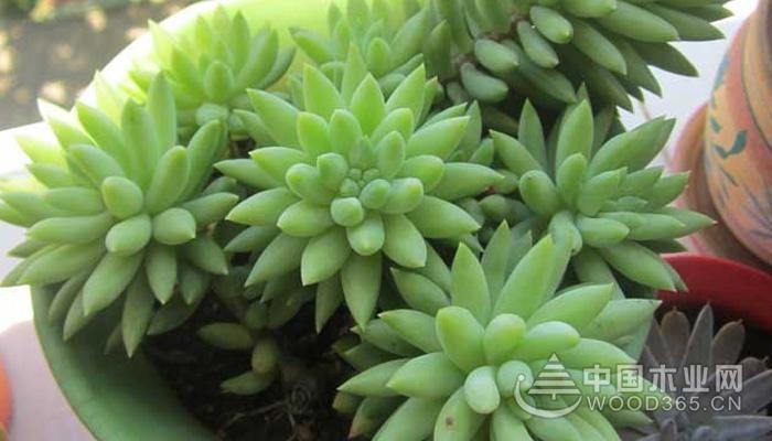 The efficacy and role of Emerald Sedum