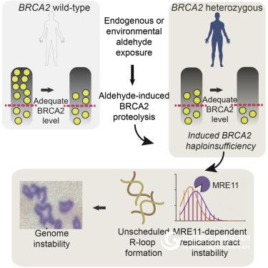 Cell: A common chemical increases cancer risk